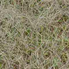 grass